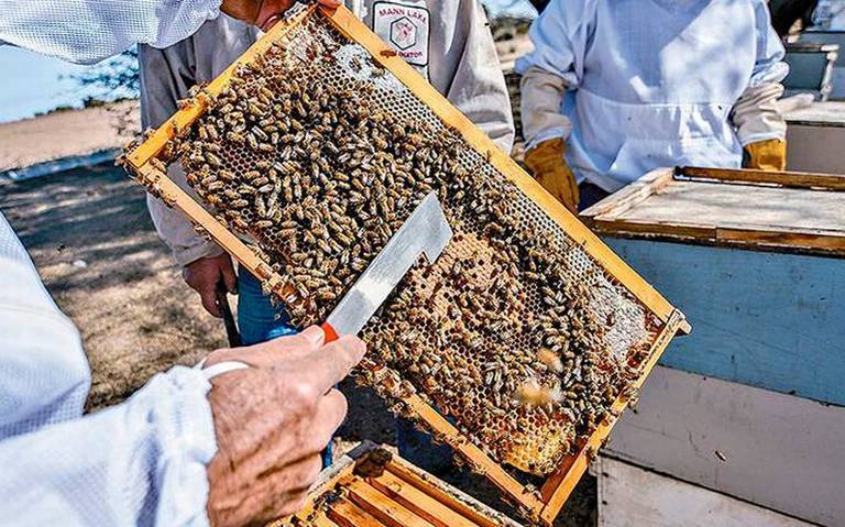 Esto es lo que debes hacer si te encuentras una colmena de abejas