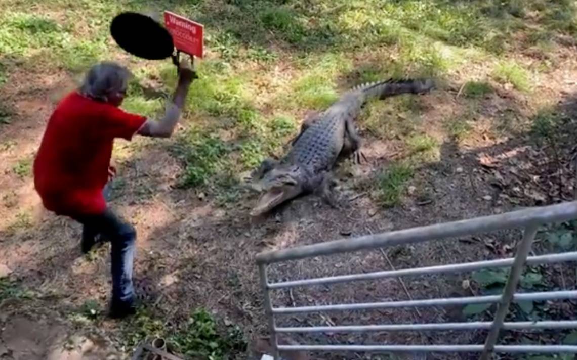 Man defends himself from crocodile Frying pan! [Video]
