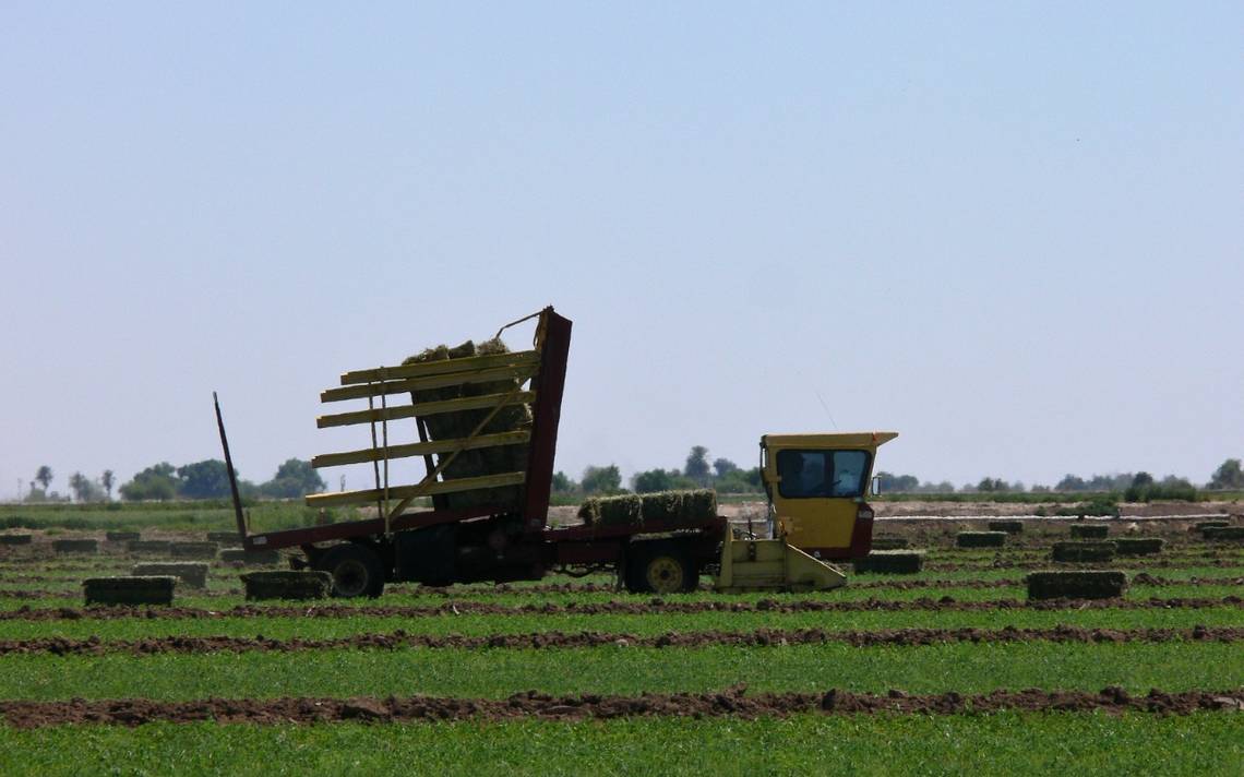 Aumenta 70% venta de pacas de alfalfa - El Sudcaliforniano  Noticias  Locales, Policiacas, sobre México, Baja California Sur y el Mundo